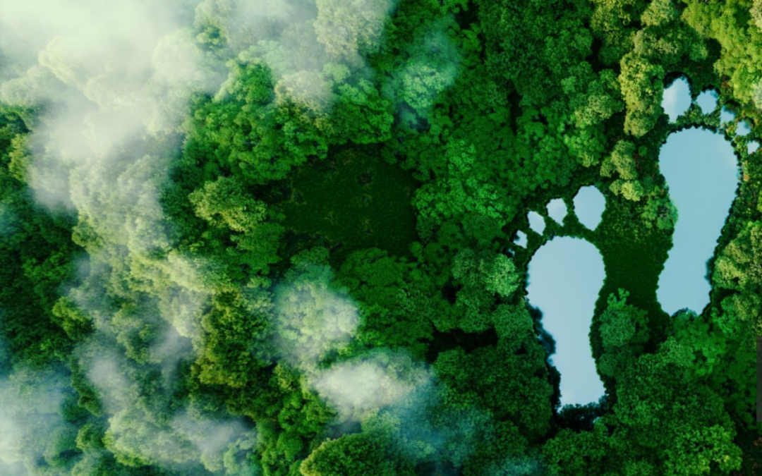 Projet Global Carbon Reward